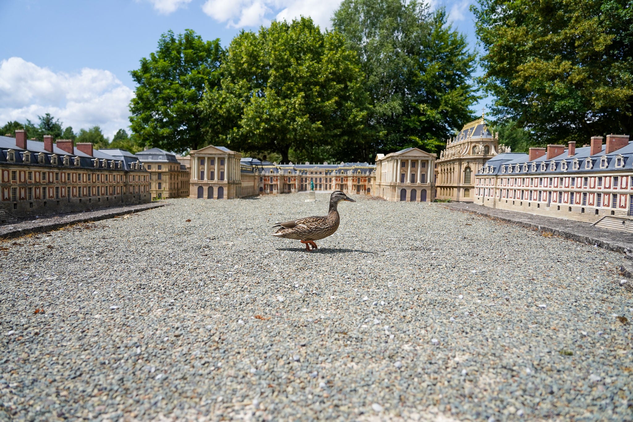 Duck walking in front of miniature palace of versailles at France Miniature 